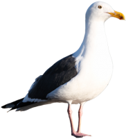 Gull PNG