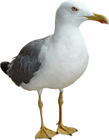 Gull PNG