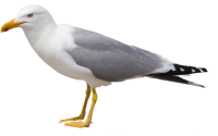 Gull PNG