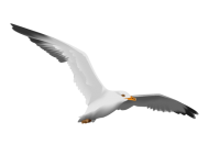 Gull PNG