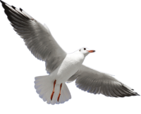 Gull PNG