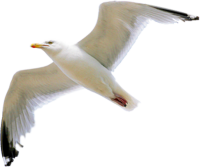 Gull PNG