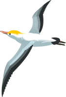 Gull PNG