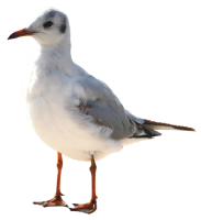 Gull PNG