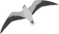 Gull PNG