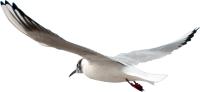 Gull PNG