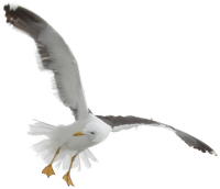 Gull PNG