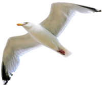 Gull PNG