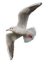 Gull PNG