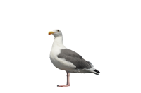 Gull PNG