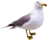 Gull PNG