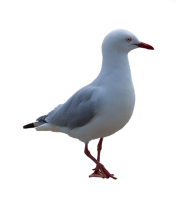 Gull PNG