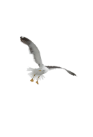 Gull PNG