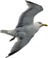 Gull PNG