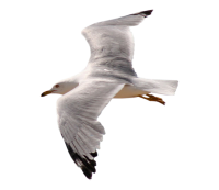 Gull PNG