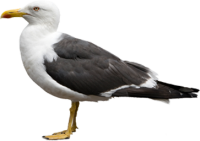 Gull PNG