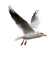 Gull PNG