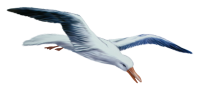 Gull PNG