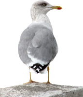 Gull PNG