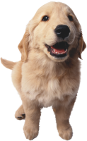 Dog PNG