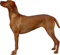 Dog PNG