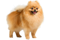 Dog PNG