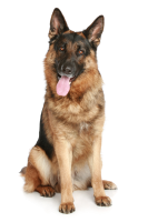 Dog PNG