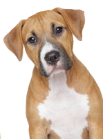 dog png image, picture, download, dogs