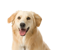 dog PNG image