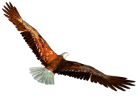 Eagle PNG image, free download