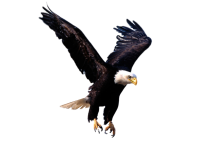 Eagle PNG image, free download