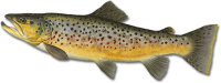 fish PNG image