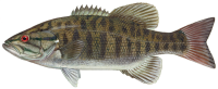 fish PNG image