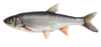 fish PNG image