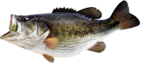 fish PNG image