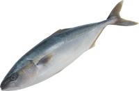 fish PNG image