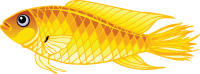 gold fish PNG image