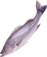 fish PNG image