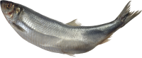 fish PNG image