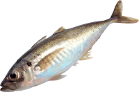 fish PNG image