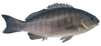 fish PNG image