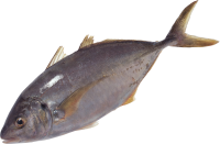 fish PNG image