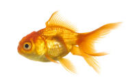 gold fish PNG image