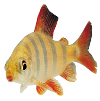 fish PNG image