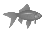 fish PNG image