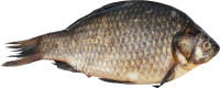 Fish PNG