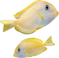 Fish PNG