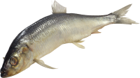 Fish PNG