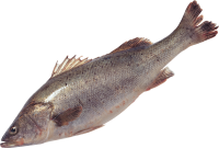 Fish PNG