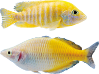 Fish PNG